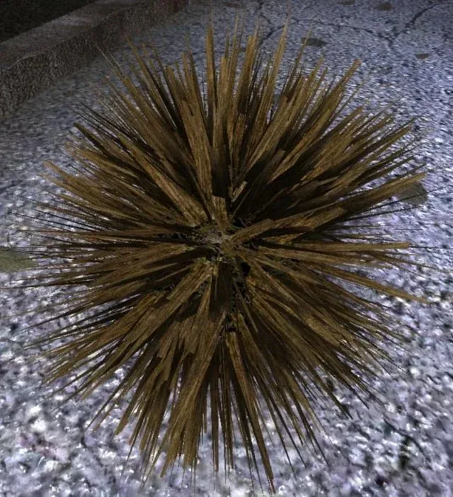 Imagen de Erizo (Urchin)